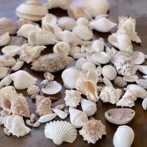 Pottery Barn seashell vase filler